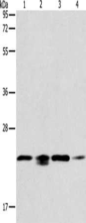 PRDX2 antibody