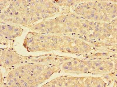 PRDX3 Antibody