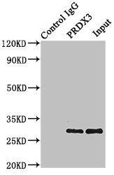PRDX3 Antibody