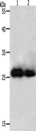 PRDX3 Antibody