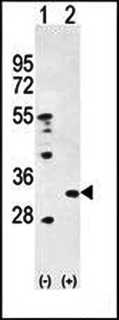 PRDX4 antibody