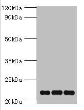 PRDX5 Antibody