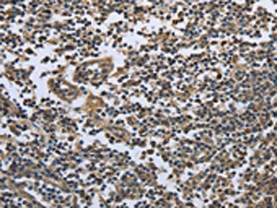 PRDX6 Antibody