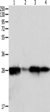 PRDX6 Antibody