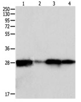PRDX6 Rabbit Polyclonal Antibody