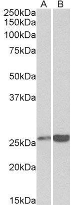 Goat anti-peroxiredoxin 6 (aa170-180) Antibody