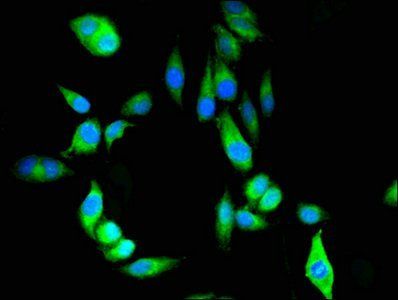 PRDX6 Antibody