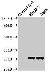 PRDX6 Antibody
