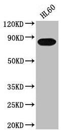 PREP antibody