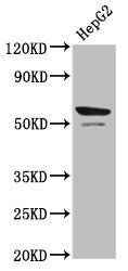Prf1 Antibody