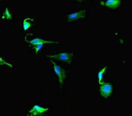 PRG2 Antibody
