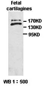 PRG4 Rabbit Polyclonal Antibody