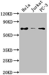 PRICKLE3 antibody