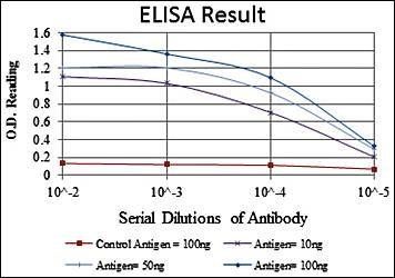 PRK2 Antibody