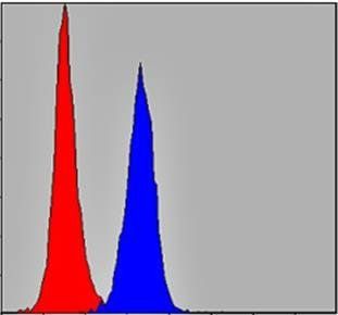 PRK2 Antibody