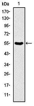PRK2 Antibody