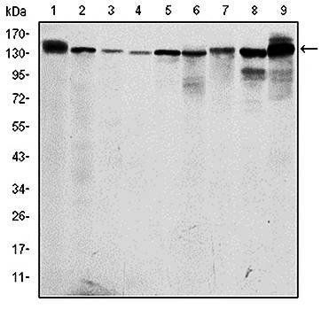 PRK2 Antibody