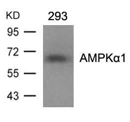 PRKAA1 (Ab-487) antibody