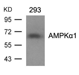 PRKAA1/PRKAA2 (Ab-487) Antibody