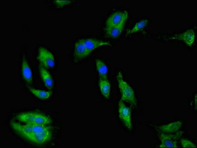 PRKAA1 Antibody