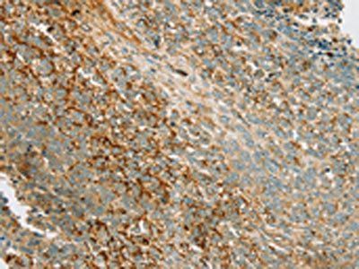 PRKAA1 Antibody