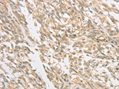 PRKAA1 Antibody