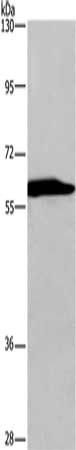 PRKAA1 Antibody