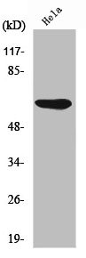 PRKAA1 Antibody