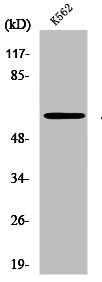 PRKAA1/PRKAA2 Antibody