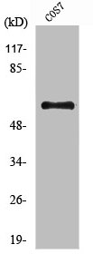 PRKAA1 antibody