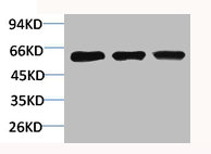 PRKAA1 Antibody