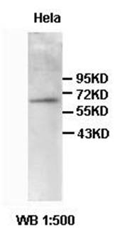 PRKAA1 Rabbit Polyclonal Antibody