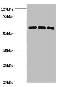 PRKAA2 Antibody