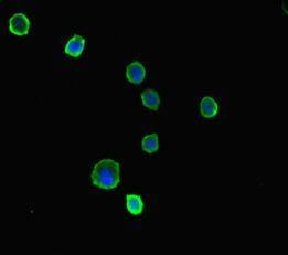 PRKAA2 Antibody