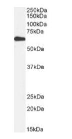 PRKAA2, Biotinylated Antibody