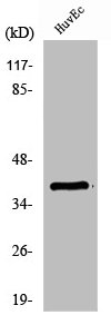 PRKAB1 Antibody