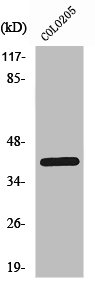 PRKACA/PRKACB/PRKACG Antibody