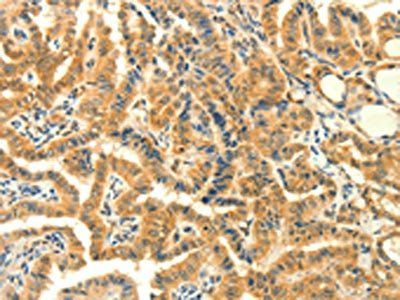 PRKACG Antibody