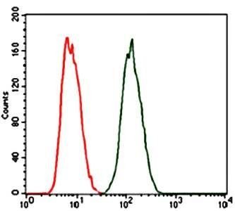 PRKACG Antibody