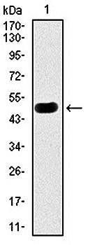 PRKACG Antibody