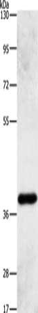 PRKAG1 Antibody