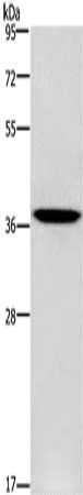 PRKAG1 Antibody
