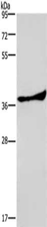 PRKAG1 Antibody