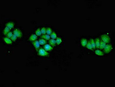 PRKAG1 Antibody