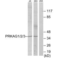 PRKAG1 Antibody