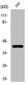 PRKAR1A Antibody