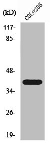 PRKAR1B antibody