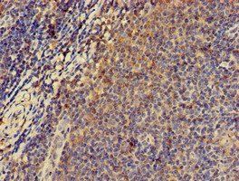 PRKAR2A Antibody