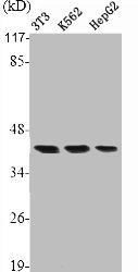 PRKAR2B Antibody