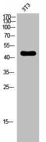 PRKAR2B Antibody